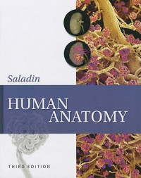 Human anatomy