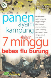 panen ayam kampung dslsm 7 minggu bebas flu burung